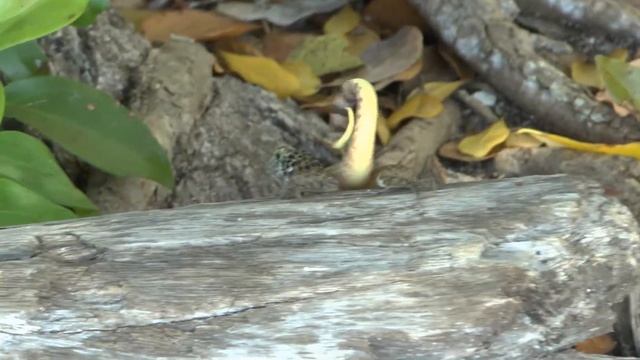 Про животных 06 смотреть онлайн