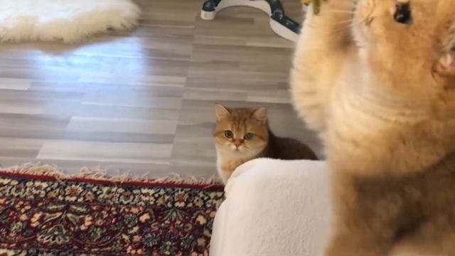 ✨??GOLDEN KITTENS??❤️GOLDEN CHINCHILLA?УСТИНЬЯ КОШЕЧКА ЗОЛОТАЯ ШИНШИЛЛА.
