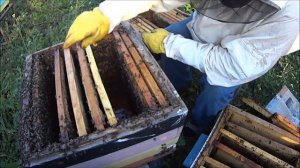 Сборка гнезда в зиму