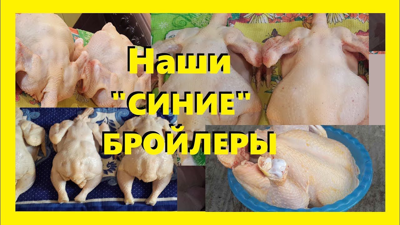 Влияние кукурузы на цвет тушки бройлера. 1.Часть