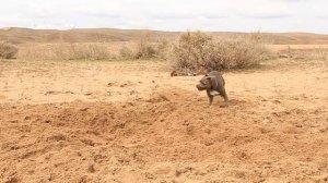 Букаша букашит / Staffordshire Bull Terrier plays