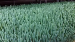 Гидропонный зеленый корм в Шымкенте