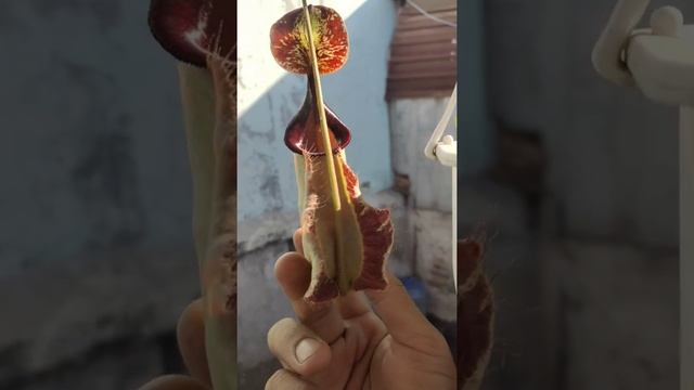 nepenthes kantong semar rafflesiana dark peristome #kantongsemar #nepenthes