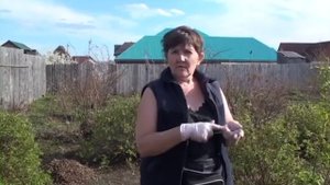 Сад по Железову в Сибири. Вишни, абрикосы из косточки. Посадка на холм. Кудина Марина.