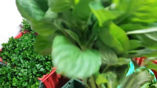 Очередные сборы на рынок. Томаты черри , киви смотреть онлайн