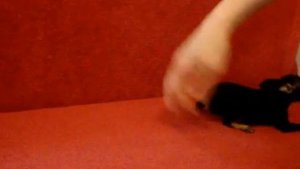 Мини той терьер- девочка в продаже