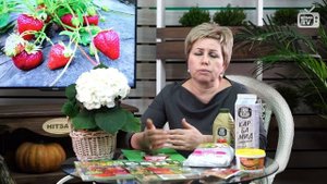 Почему клубника не сладкая? ? 10 основных причин ? Лучшие десертные сорта клубники