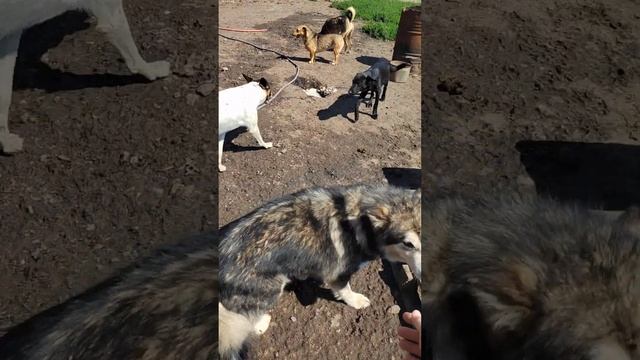 девочка алабайка. подобрала ее истощенную на трассе. смотреть онлайн