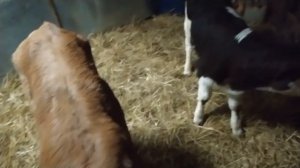 Купил новую партию бычков.