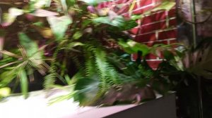 растения для фитофильтра (уход и содержание)