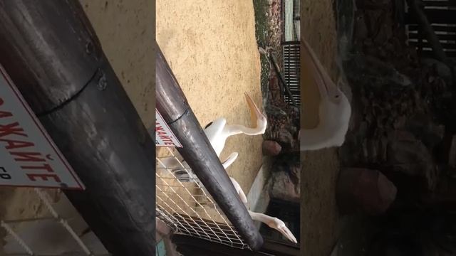 Как кормят аистов ✨ смотреть онлайн