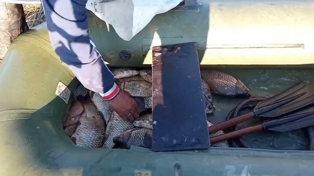 Рыбалка.Иртыш.караси монстры .