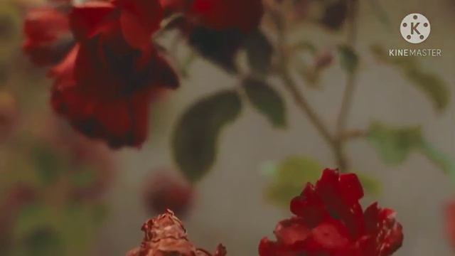 Beautifull Flowers смотреть онлайн