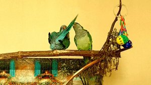 ЯША!  ИМЕННОЙ УРОК ДЛЯ ПОПУГАЯ. УЧИМ ПОПУГАЯ ГОВОРИТЬ СВОЁ ИМЯ.