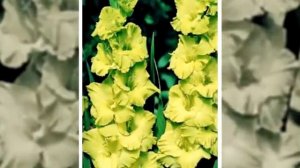 Сорта гладиолусов