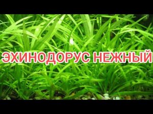 ЭХИНОДОРУС НЕЖНЫЙ СОДЕРЖАНИЕ И РАЗМНОЖЕНИЕ В АКВАРИУМЕ