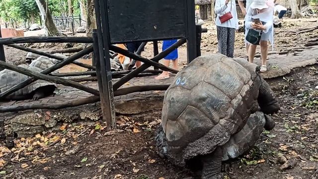 Самостоятельно в Стоун Таун. Занзибар 2021. Гигантские черепахи. Остров Призон Prison Island. #7 смотреть онлайн