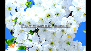 "Белоснежная вишня" ("Расцвела за окошком..."), гармонь. Виталий Дружинин