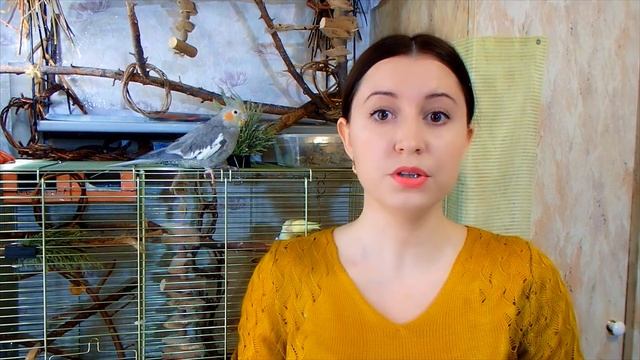 6 способов КАК ПРАВИЛЬНО КУПАТЬ ПОПУГАЯ. Все о купании попугая: вода, температура, частота.