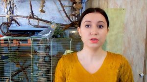 6 способов КАК ПРАВИЛЬНО КУПАТЬ ПОПУГАЯ. Все о купании попугая: вода, температура, частота.