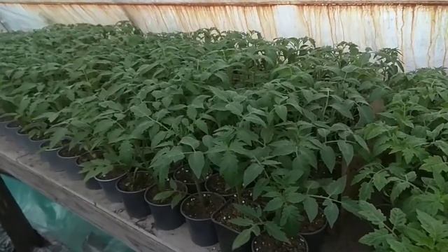 Толстая и низкая рассада томатов. Что для этого нужно смотреть онлайн