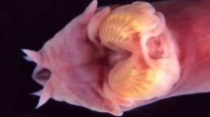 Странные существа