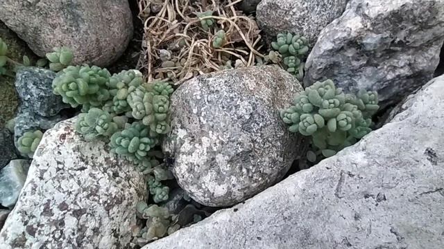 Почвопокровные растения из 