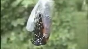 Рождение бабочки Монарх из куколки