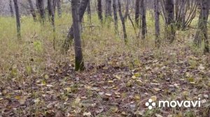 Сбор рядовки тополевой 25.09.2021