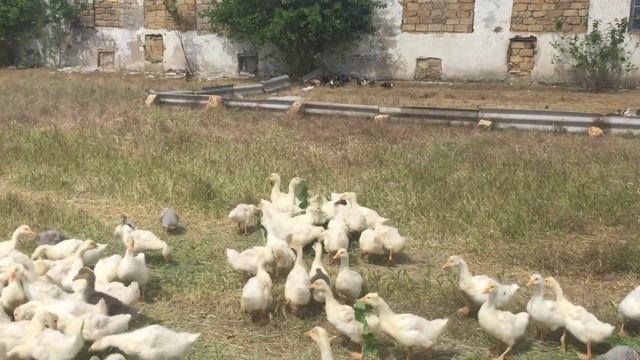 Выгул и кормление травой 6- недельных гусей и уток 450 голов смотреть онлайн