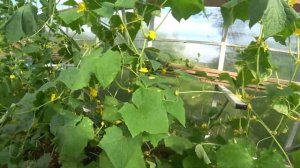 Водные процедуры. Огуречная теплица. Полив огорода из бассейна.