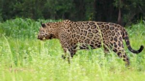 Большие дикие кошки, изучаем с детьми. ? Тигр, леопард, лев, пума, ягуар, рысь и гепард. ?