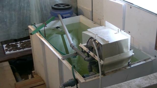 Выращивание рыбы в домашних условиях. Африканский клариевый сом. смотреть онлайн