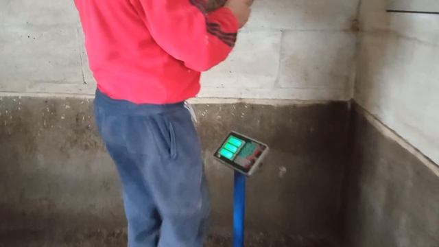 60 дней. 13 поросят на откорм. Элит Корм. Группа Мандаринка. Свиноводство. смотреть онлайн