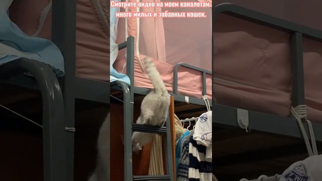 Детские кошки - милые и забавные котята #16#shorts/2023
