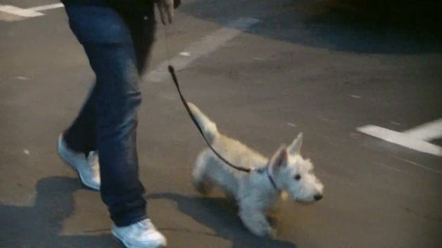 Дрессировка скотч терьера Http://dogclass.ru/
