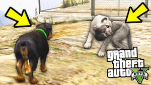 СМОЖЕТ ЛИ ЧОП СПАСТИ ФРАНКЛИНА ОТ ПАНТЕРЫ?! СОБАКА ПРОТИВ ПАНТЕРЫ! КТО ВЫЖИВЕТ? (GTA 5)