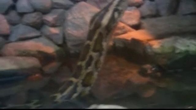 Калининградский зоопарк смотреть онлайн