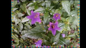 Стихи о цветах