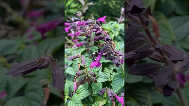 CONTAINER GARDENING WITH PW ANNUALS, JAZZBERRY SUPERTUNIA, ROCKIN’ FUSHIA SALVIA, BLACK POTATO VINE