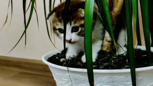 Котенок играет с комнатным растением.