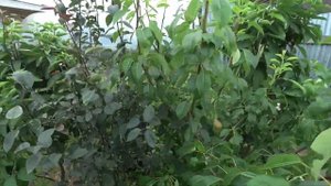 Обзор моих колоновидных деревьев