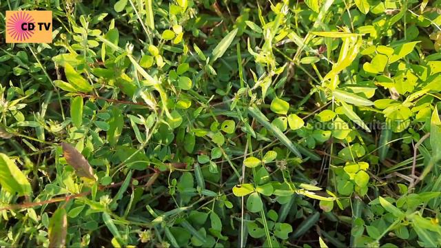 Sarsaparilla Plant|Planta de salsaparrilha|蒺藜植物|Nanari|ನನ್ನಾರಿ|നന്നാരി| Cororna Digital Tv #india