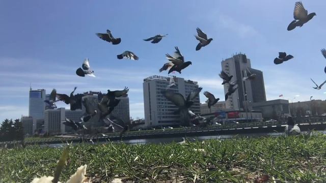 Футаж голуби взлетают, замедленная съёмка смотреть онлайн