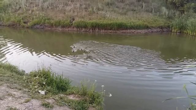 Утки мешающие ловить рыбу смотреть онлайн