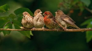 [10 часов]  Великолепное пение птиц