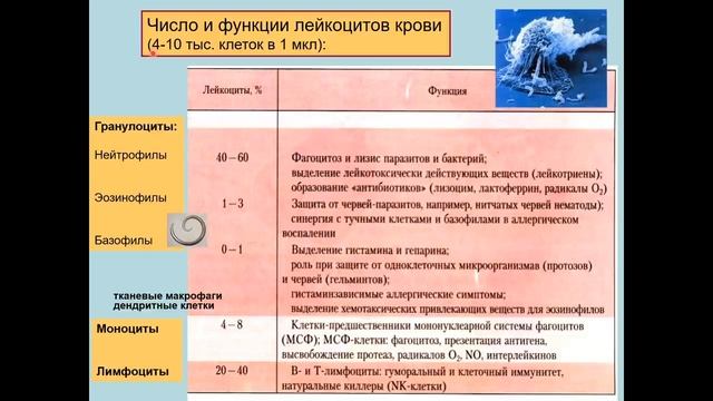 Дубынин В. А. - Физиология иммунитета - Цитокиновый шторм и коронавирус