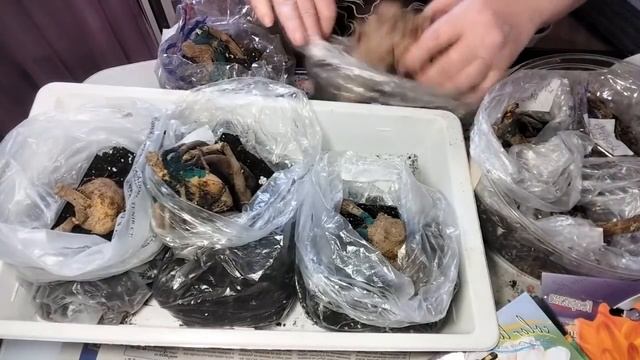 Как поставить георгины на проращивание.