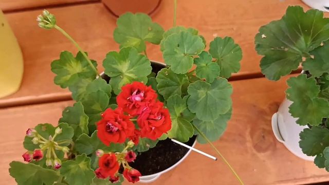 Вспоминая лето: мои цветущие пеларгонии смотреть онлайн