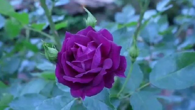 different types of beautiful rose смотреть онлайн